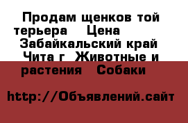 Продам щенков той терьера  › Цена ­ 6 000 - Забайкальский край, Чита г. Животные и растения » Собаки   